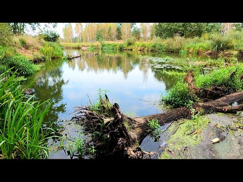 Видео: 3 ДНЯ одни на ЗАКОРЯЖЕНОЙ РЕКЕ. Рыбалка на ЭКРАНЫ.