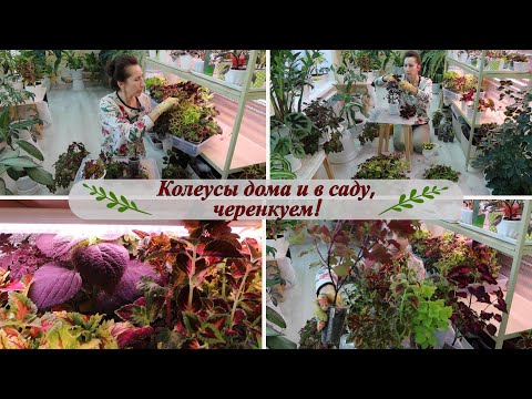 Видео: Колеусы - выращивание дома и в саду! Черенкуем колеусы!