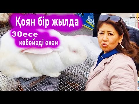 Видео: Vlog Тауық базардағы ең үлкен қоян бағасы. Қоян тез көбейеді екен