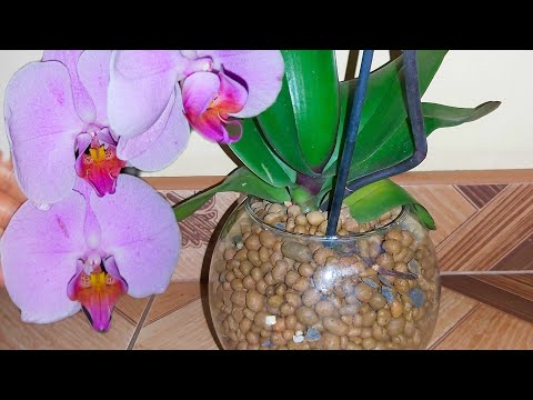 Видео: Как я ЛЮБЛЮ сажать ОРХИДЕИ/ НЕОРГАНИЧЕСКИЙ СУБСТРАТ КЕРАМЗИТ