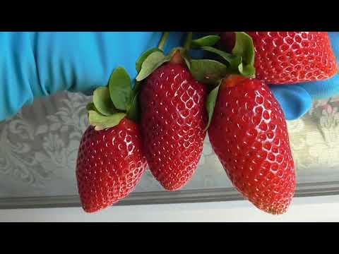 Видео: РОЯЛ РОЙС Очередная интересная новинка среди  сортов НСД.