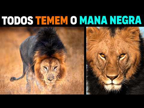 Видео: Лев - MANA NEGRA САМЫЙ СТРАШНЫЙ ЛЕВ В АФРИКЕ