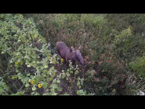 Видео: Лоси с Квадрокоптера