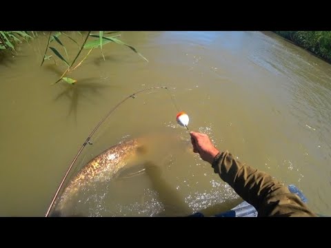 Видео: Первый сом пойманный со лодки на диком водоёме