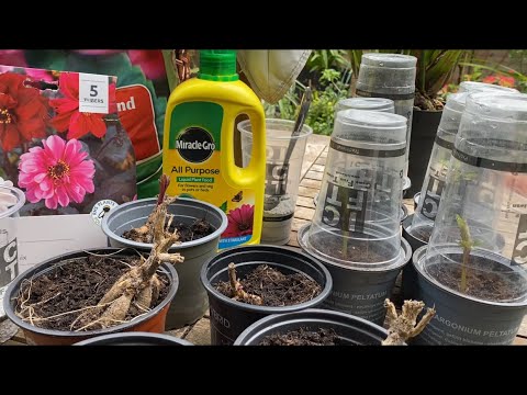 Видео: Георгины! ЧЕРЕНКОВАНИЕ на ПОДУШКУ из Перлита! Все Секреты. How to take Dahlia cuttings.