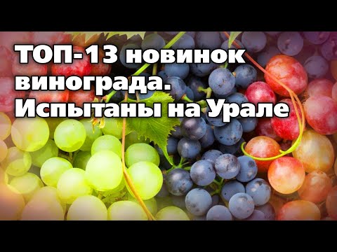 Видео: Новые сорта винограда.  Лучше, слаще, урожайнее