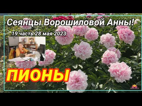 Видео: Сеянцы пионов Ворошиловой. Цветение 2023 года! Часть 19 / Сад Ворошиловой