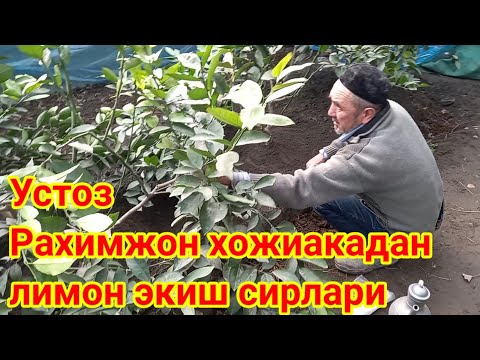 Видео: 20 01 2022 Устоз Рахимжон хожиака лимончилар учун Лимон сохасига оид барча сирларни айтди