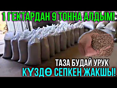 Видео: КҮЗГҮ ЭГИНГЕ ЖАКШЫ БУДАЙ УРУК  💥 #байтв