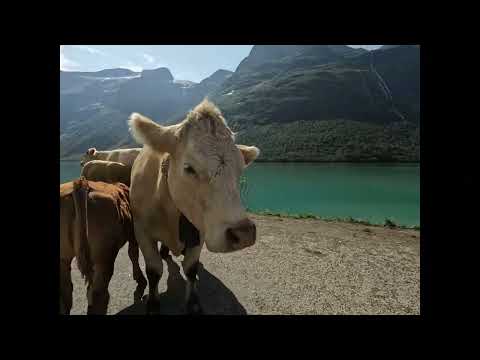 Видео: Норвегия день 10 ледник Kjenndalsbreen