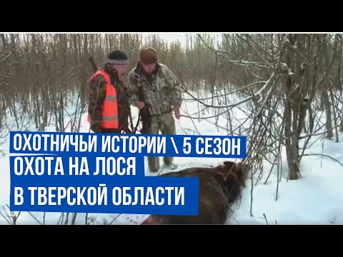 Видео: Охота на лося в Тверской области \ Охотничьи истории \  Сезон 5 \  Выпуск