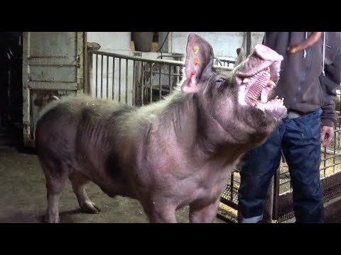 Видео: ‼️Зарабатываю МИЛЛИОНЫ на свиноводстве ‼️или свиньи как бизнес ‼️