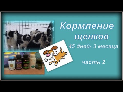 Видео: Кормление щенков 45 дней. Часть 2. Питомник "Шилеле"