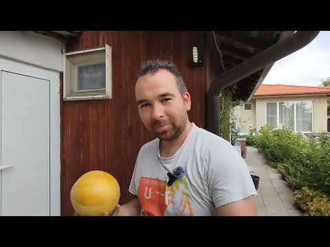 Видео: ЖИВОТ НА СЕЛО: ГРЪМНАЛА е гумата на фрезата | МНОГО сливи