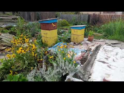 Видео: #Высадила туи малышки| Вырастила из семян.