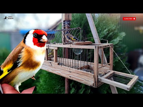 Видео: Хороший ЩЕГОЛ, чиж - зеленушки. #птицы #щегол