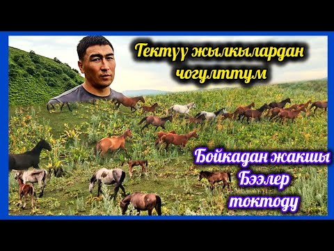 Видео: Манас Ниязовдун жылкы чарбасы менен таанышабыз 👆👍👍👍 жакшы бээлерди чогултсам деп кыялданчуу элем.