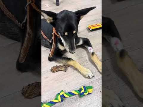 Видео: История бездомной собаки из Алматы - 1 серия #собака #pets 