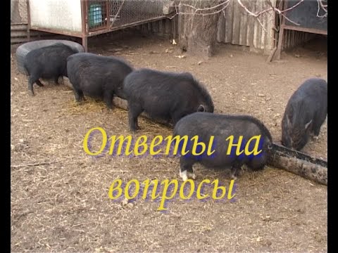 Видео: Вьетнамские поросята. Ответы на вопросы 2