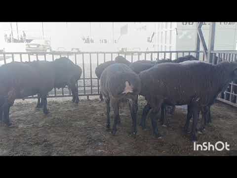 Видео: 31 октября 2025 г.молбозори шахри вахдат Ромит якатол