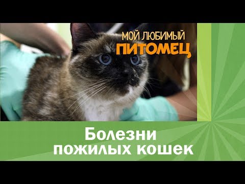 Видео: Болезни пожилых кошек. Чего опасаться?