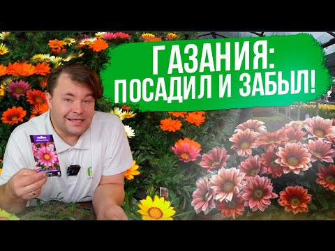 Видео: Газания (гацания): выращивание и уход. Самый неприхотливый цветок для сада.