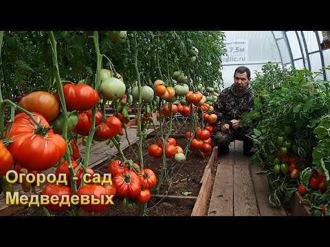 Видео: Как осенью  подготовить теплицу к большому урожаю томатов