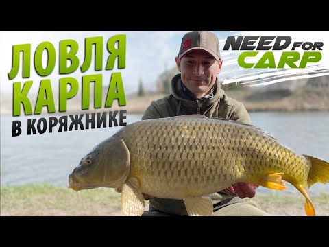 Видео: Рыбалка на карпа в коряжнике. Озеро Михайлина