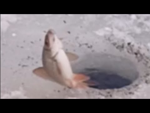 Видео: Рефтинское водохранилище . Сколько сороги можно наловить за час.