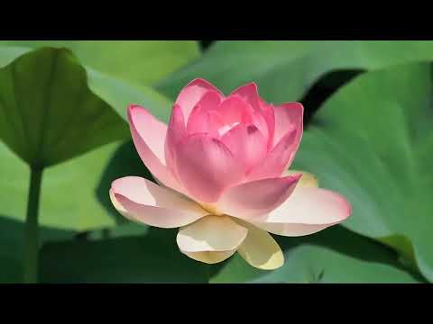 Видео: Ко Дню Рождения нашей любимой Шри Матаджи посвящается!