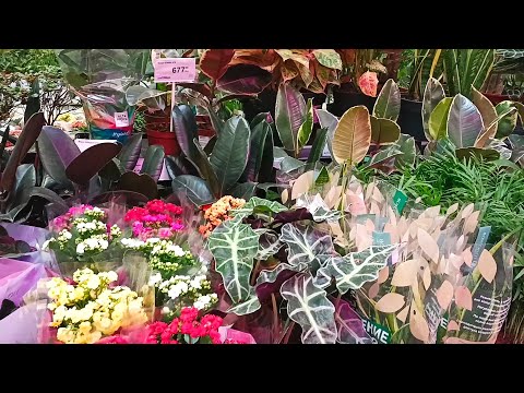 Видео: 🍀ЛЕРУА МЕРЛЕН🍀ЦВЕТОЧКИ🍀