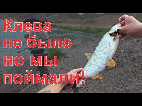 Видео: РЫБАЛКА БЛИЗ АЛМАТЫ. ОХОТА ЗА ЖЕРЕХОМ. Река Или на локации Мертвые дачи на Фишке у Олега  03.08.2025