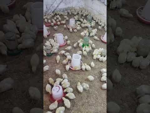 Видео: Чучахои бройлер  фуруши дорем.+992901085087 вотсап.