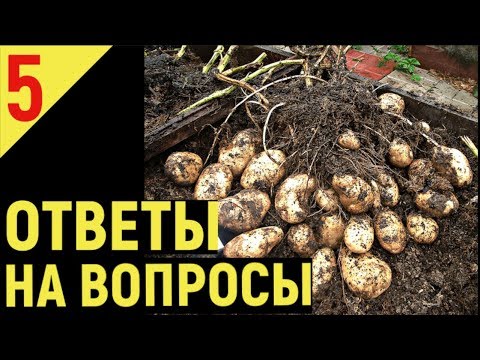 Видео: ВЫРАЩИВАНИЕ КАРТОФЕЛЯ от А до Я часть 5 Ответы на ваши вопросы