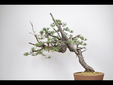 Видео: Создание бонсай из сосны Ямадори | Бонсай-У