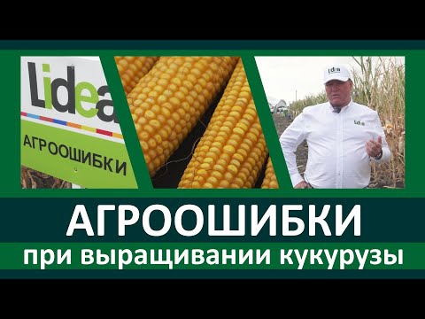 Видео: Агроошибки при выращивании кукурузы