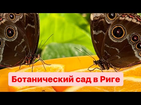 Видео: Красивые деревья. Дом тропических бабочек.