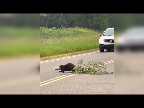 Видео: Удивительные встречи с ДИКИМИ животными на дороге