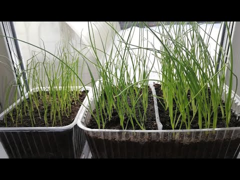 Видео: Сею лук на рассаду. Эксибишен, Ялтинский.