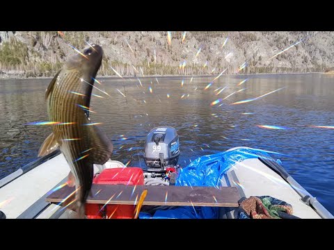 Видео: Енисей, опять раздача, рыбалка на хариуса!,часть вторая.
