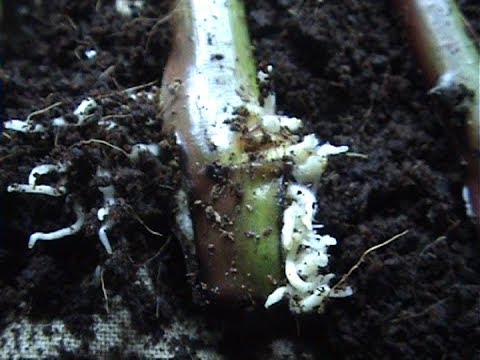 Видео: Укоренение с клонекс гель  Хороший результат