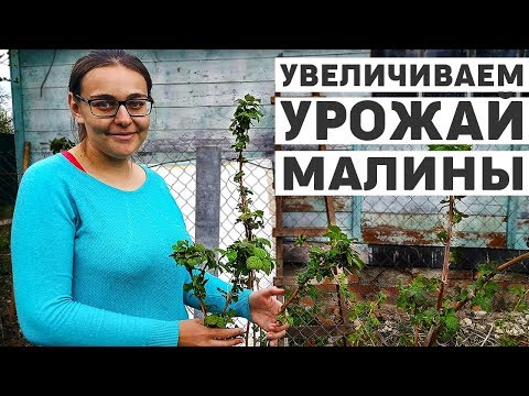 Видео: Дела дачные, подрезаем малину, готовимся к хорошему урожаю