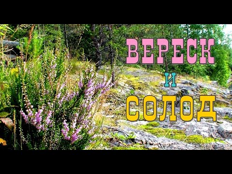 Видео: Эксперимент по копчению солода вереском (и не только) для дымного виски.