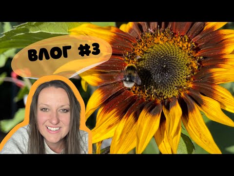 Видео: Влог #3  будет отключение электроэнергии, готовимся к дефициту | готовлю пиццу в печке