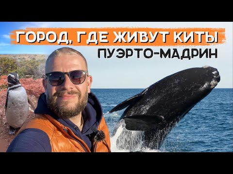 Видео: Путешествие в Пуэрто-Мадрин: киты, пингвины и неожиданный гость!