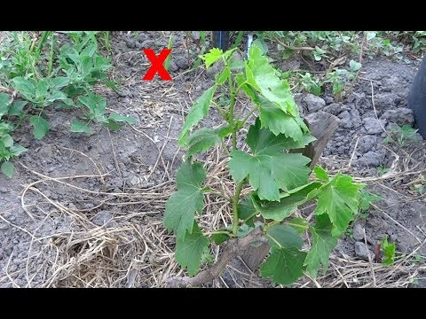 Видео: УХОД В ИЮЛЕ ЗА МОЛОДЫМ ВИНОГРАДОМ. ОБРЕЗКА И ФОРМИРОВКА