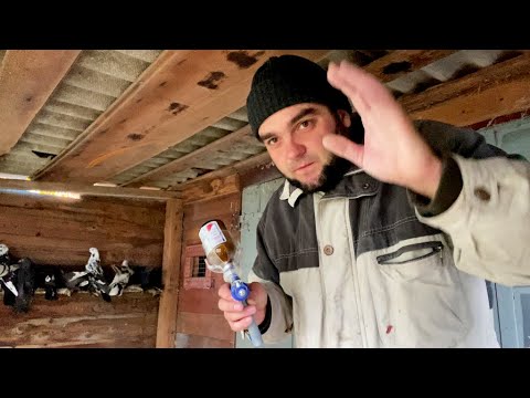 Видео: Ястреб Атакует! Вакцинирую Голубей! Поднял 100 узбеков в небо!