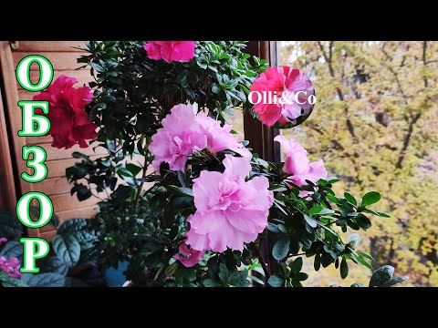 Видео: Мой ЗИМНИЙ САД. Мои комнатные цветы, растения на подоконнике, на балконе. ОБЗОР. Октябрь 2021