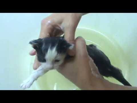 Видео: Как вывести блох у маленьких котят, без химии.