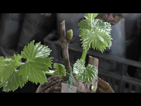 Видео: Закалка саженцев винограда. Для чего она нужна и как без нее обойтись